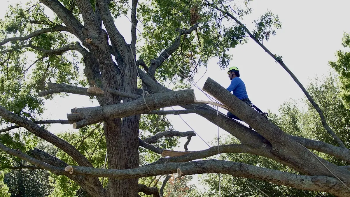 Professional Hazardous Tree Removal performed by certified arborists in Parks