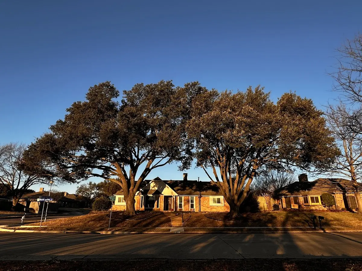 Established residential canopy tree shading a home in Parks